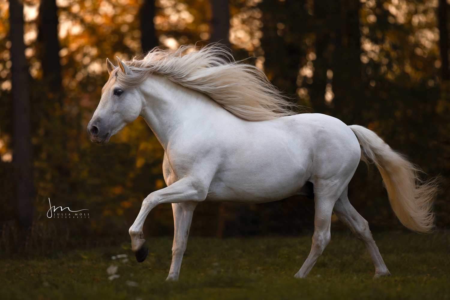 Weißes spanisches Pferd im Galopp mit wehender Mähne