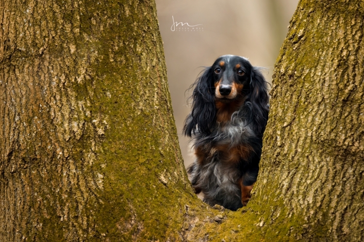 Hundefotografie im Wald