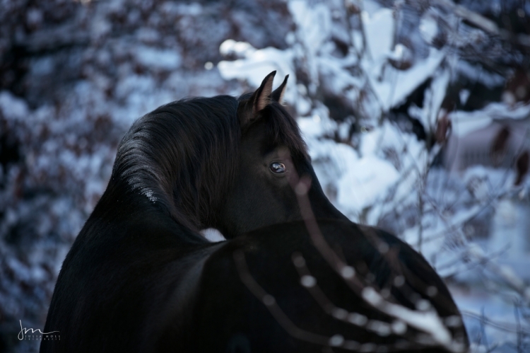 Schwarzer Araberhengst über den Rücken fotografiert im Winter