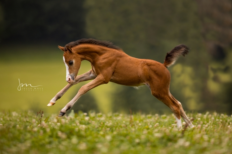 Welsh Pony Fohlen springt entfesselt und ausgelassen über die grüne Wiese