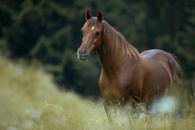 Arabisches Pferd in einem Moment der Stille auf der Weide